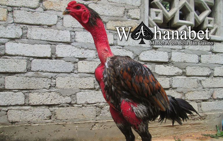 Kelebihan Ayam Aduan Vietnam Asli