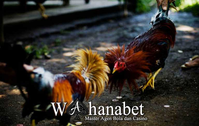 Menilai Kemampuan Bertarung Ayam Bangkok