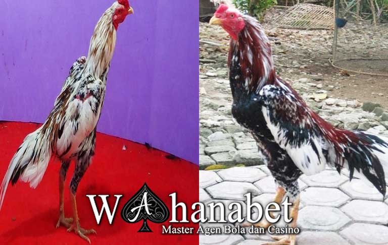 Pukulan Mematikan Ayam Bangkok Blorok Madu