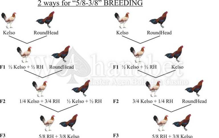 teknik breeding ayam aduan